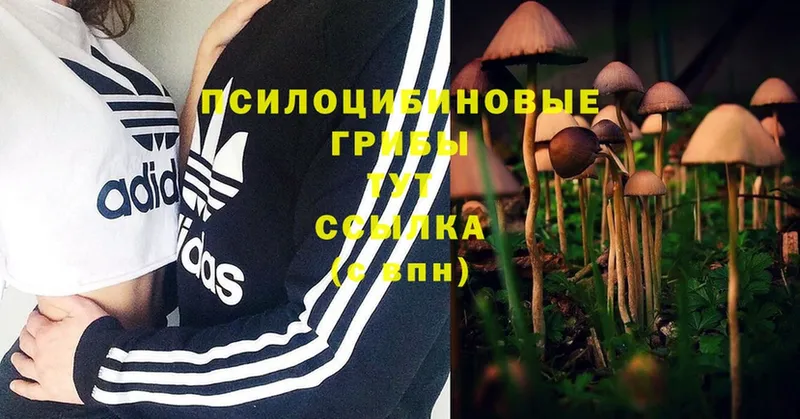 hydra   Клинцы  Галлюциногенные грибы Psilocybe 