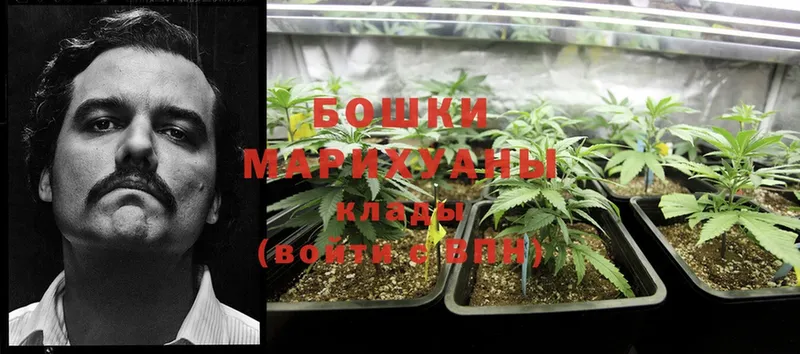 закладки  Клинцы  Бошки марихуана Ganja 